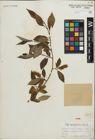 Foto von Salix paraplesia C. K. Schneid.